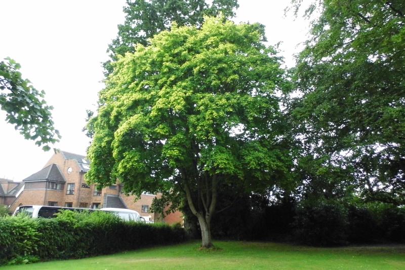Maple Tree 2005