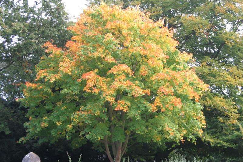 The Maple Tree