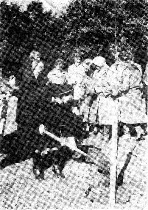 Photo from newspaper of maple tree planting
